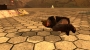 thpshd_ollie_venice_zzz